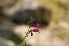 Penstemon roseus