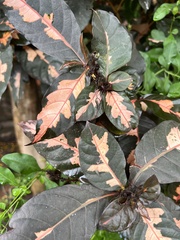 Graptophyllum pictum