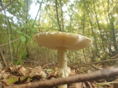 Amanita multisquamosa