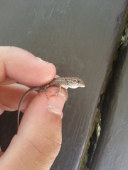 Sceloporus occidentalis occidentalis