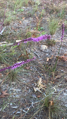 Liatris