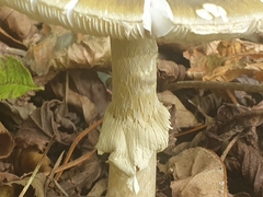 Amanita multisquamosa