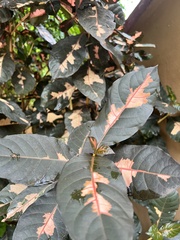 Graptophyllum pictum