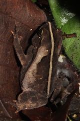 Rhinella alata