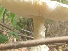 Amanita multisquamosa