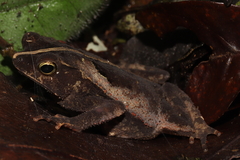Rhinella alata