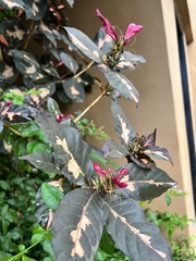 Graptophyllum pictum