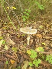 Amanita multisquamosa