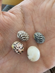 Nerita tessellata