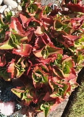 Kalanchoe sexangularis