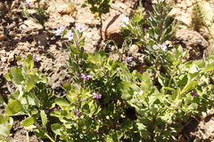 Lobostemon fruticosus