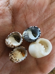 Nerita tessellata