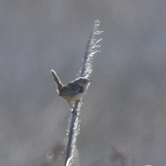 Cistothorus platensis