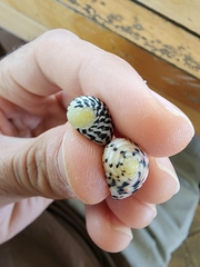 Nerita tessellata