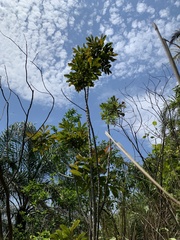 Cupania
