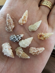 Cerithium litteratum