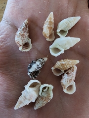 Cerithium litteratum