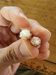 Cerithium litteratum