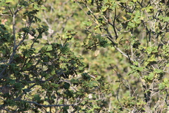 Peucedramus taeniatus