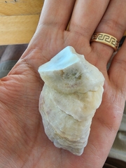 Crassostrea virginica