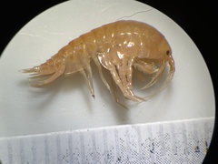 Gammarus