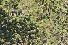 Peucedramus taeniatus