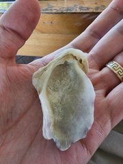 Crassostrea virginica