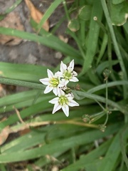 Nothoscordum