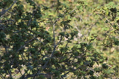 Peucedramus taeniatus