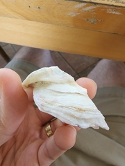 Crassostrea virginica