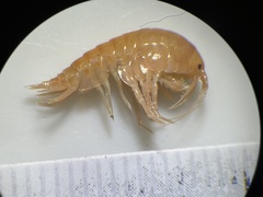 Gammarus
