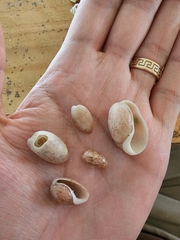 Bulla occidentalis