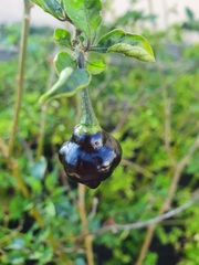 Capsicum chinense