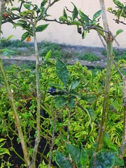 Capsicum chinense