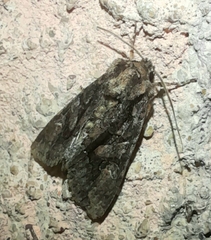 Xylenini