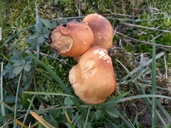 Cystoderma aureum