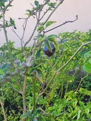Capsicum chinense