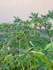 Capsicum chinense