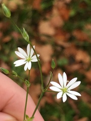 Stellaria pubera
