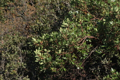 Arbutus tessellata