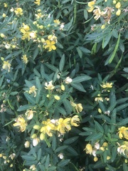 Senna corymbosa
