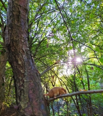 Muscardinus avellanarius