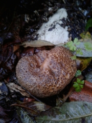 Scleroderma verrucosum