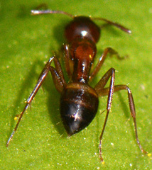 Camponotus subbarbatus
