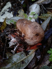 Scleroderma verrucosum