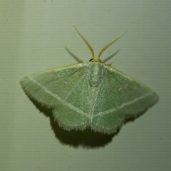 Mixocera latilineata