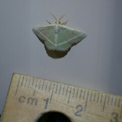 Mixocera latilineata