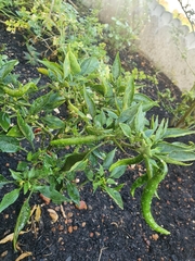 Capsicum frutescens