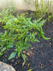 Capsicum frutescens