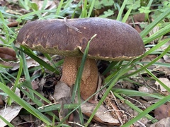 Boletus aereus